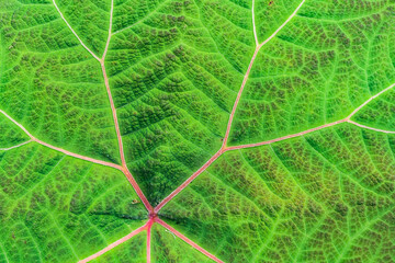 wallpaper texture in high resolution with close view of green leaf with lines and grids of the plant full of life and very vivid color 