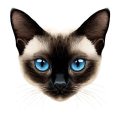 black cat portrait