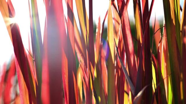 Japanese blood grass. Red grass in the design garden.Imperata cylindrica Red Baron. Cereals and herbs in red tones. 4k footage