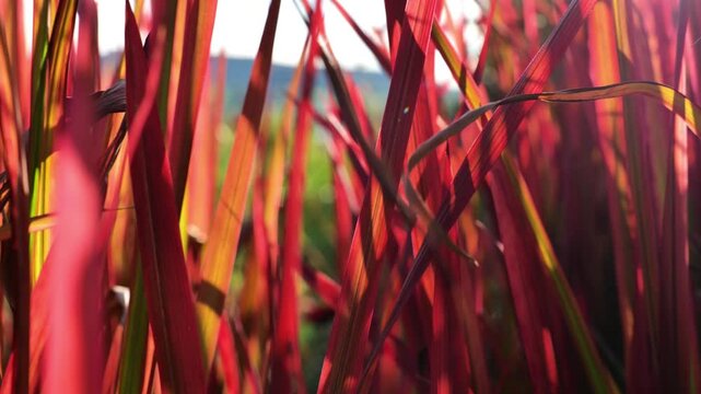 Japanese blood grass background in the sun.Imperata cylindrica Red Baron. High quality 4k footage
