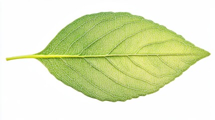 Obraz premium Leafy Detail: A captivating close-up of a fresh green leaf, showcasing intricate veining and a vibrant hue, perfect for illustrating the beauty and detail found in nature.