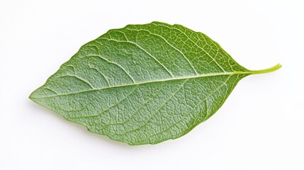 Vibrant Leaf Up Close: A close-up shot showcases the intricate details of a fresh, green leaf, with its prominent veins and textured surface.