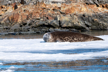 Weddell seal (Leptonychotes weddellii) in Antarctica. South Pole.