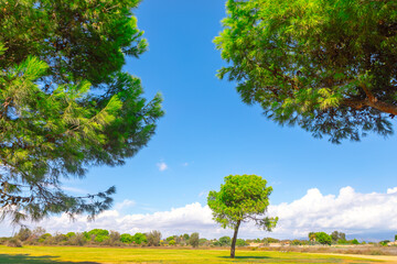 Serene landscape with lush green trees framing a lone pine in the center. Clear blue sky and distant clouds create a peaceful, natural scene, ideal for concepts of tranquility, nature, and open spaces