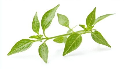 Obraz premium Fresh Greenery: A vibrant green plant stem with delicate leaves, a symbol of growth, renewal, and natural beauty.