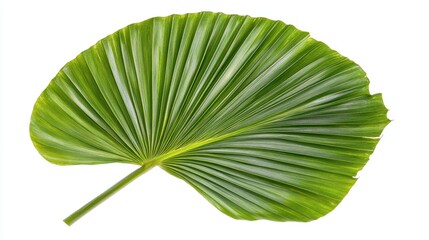 Palm Leaf Close-Up: A vibrant, lush green palm leaf unfolds in a striking close-up, showcasing its intricate texture and radiating veins.