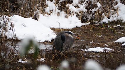 Great Blue Heron in the winter park