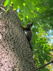 Squirrel on a tree🐿️🌳