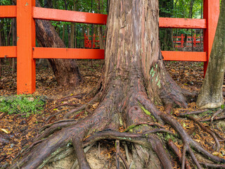 神社の森の木の根
