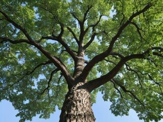 Naklejka premium oak tree in the park