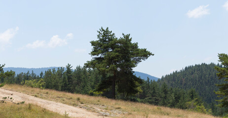Obraz premium Rhodopes, are a mountain range in Southeastern Europe. Bulgaria. Panorama. The forest area covers the mountains.