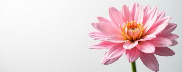 Delicate petals of chrysanthemum flowers on white background, nature, botanical, bloom