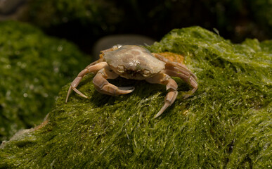 Liocarcinus depurator (Portunus plicatus), sometimes called the harbour crab, or sandy swimming crab. The fauna of the Black Sea. Dead animals.