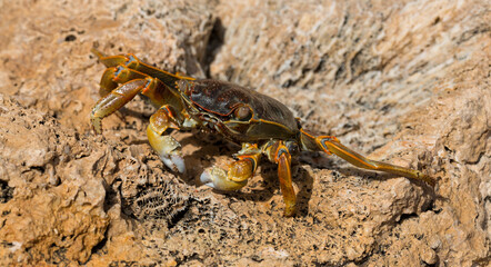 Grapsus albolineatus is a species of decapod crustacean in the family Grapsidae. Crab, on a reef rock. Fauna of the Sinai Peninsula.