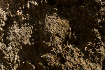 Fossil corals of the Red Sea. Ancient creatures, turned into stone. Reef corals.