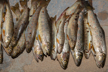 The Black Sea salmon. Salmo trutta labrax. Fishing in the mountain streams of Bulgaria. A bunch of fish on the ground.