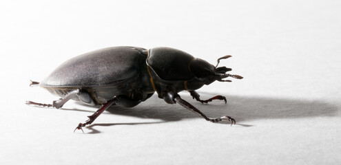 Lucanus cervus is the best-known species of stag beetle (family Lucanidae) in Western Europe. Imago, a female insect on, a white background.