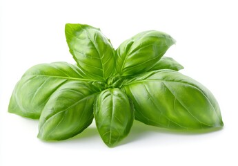 Fototapeta premium Fresh basil leaves, vibrant green, isolated on white background, studio shot, close up, ideal for culinary or herbal use, bright lighting, detailed