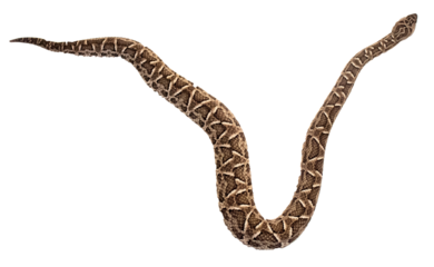Viper snake silhouette on PNG, no background (Bothrops diporus)