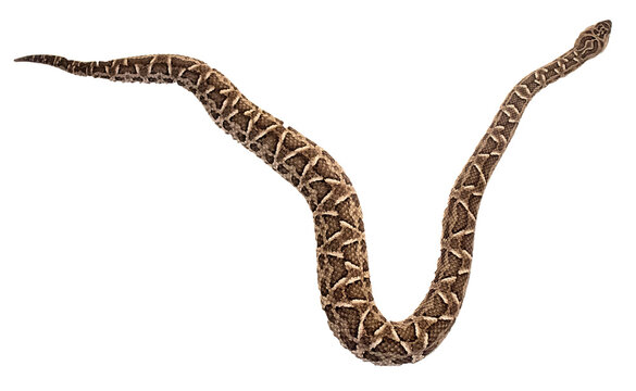 Viper snake silhouette on PNG, no background