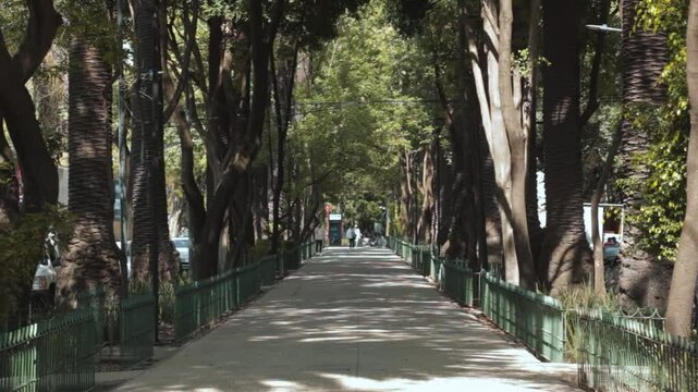 Punto de fuga del corredor de un parque con &aacute;rboles en los costados formando sombras en un d&iacute;a soleado.