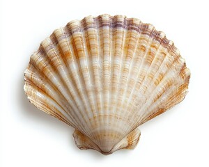 Close up view of a mollusk shell against a pure white background. The shell's intricate pattern of radiating lines and variations in beige, brown