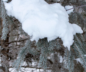 Snow Laden Spruce Branches at Eklutna Tailrace, Alaska