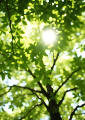 Fresh bright green canopy of leaves out of focus with dappled sunlight bokeh bokeh green bokeh green abstract background light bright blur pattern