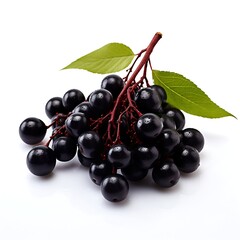 Elderberry isolated on white background