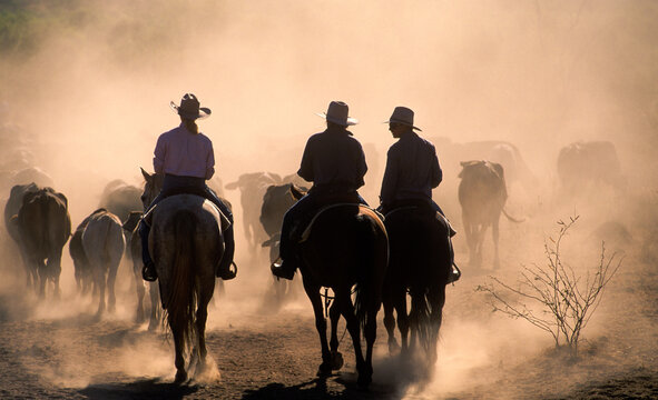 Stockmen mustering beef cattle in Western Queensland, Australia.