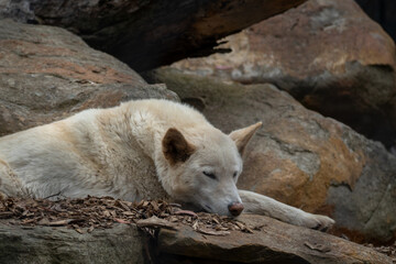 Dingo resting on rocks