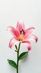 Fototapeta premium Delicate pink lily blooms on a crisp white background, delicate, flower