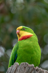 Superb Parrot on a branch