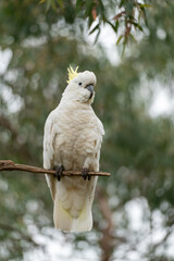 Cockatoo on a branch