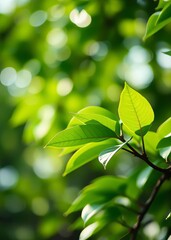 Obraz premium Bokeh background of green leaves bokeh green bokeh green abstract background light bright blur pattern