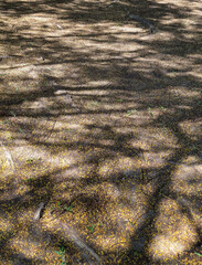 autumn leaves on the ground