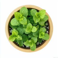 Top view of fresh mint leaves in a round bamboo pot, showcasing vibrant green foliage and a healthy growth pattern.