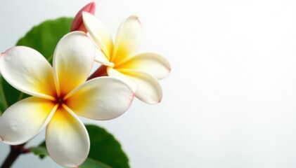 Naklejka premium Delicate frangipani flowers bloom on a white background, plumeria, garden