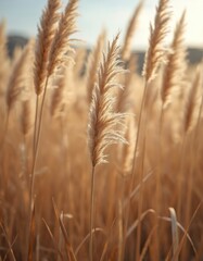 Fototapeta premium Dried pampas grass field in autumn light. Fluffy dried plants stand in rural landscape. Beige tones create calm, elegant scene. Natural beauty of dry plants. Perfect background for home decor