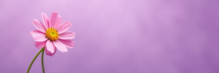 Obraz premium Delicate pink chamomile flower blooms on a soft purple background, showcasing its unique texture and shape, botanical, purple background