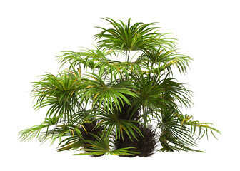 palm Tree isolated on white background. also known as the Rhapidophyllum hystrix, needle palm,...