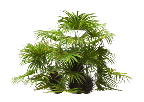 palm Tree isolated on white background. also known as the Rhapidophyllum hystrix, needle palm, European fan palm, Phoenix roebelenii, dwarf date palm, pygmy date palm, robellini palm, Chusan palm.