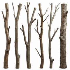 Fototapeta premium Set of natural tree branches isolated on white background. Various sizes, textures of wooden tree trunks. Suitable for interior design projects. Perfect for creating rustic nature inspired aesthetic.