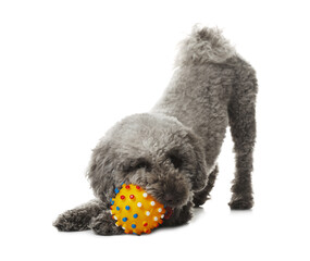 Cute dog playing with toy on white background. Adorable pet