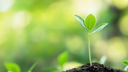 new plants are being planted for future fertility