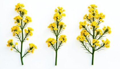 Closeup view of three small yellow flower clusters isolated on white background. Bright yellow flowers grouped on green stems. Fresh nature subject. Spring summer floral motif. Perfect for eco nature