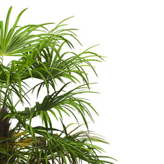 corner palm Tree branch isolated on white background. also known as the Rhapidophyllum hystrix, needle palm, European fan palm, Phoenix roebelenii, dwarf date palm, pygmy date palm, robellini palm.