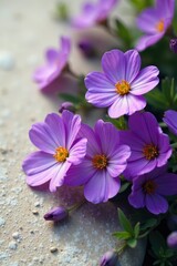 Aubrieta flowers in profusion on a light-colored stone surface, flowers, purple, nature
