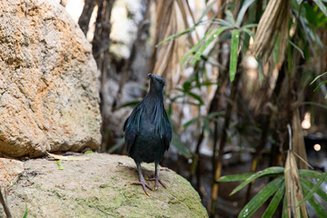 Iridescent Black Nicobar Pigeon in the Wild