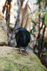 Nicobar Pigeon in Tropical Habitat